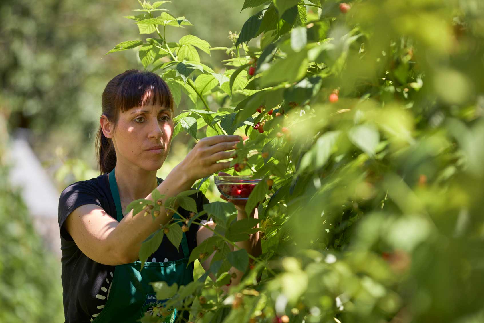 Raccolta piccoli Frutti - Agriturismo Le Terre di GU - Pranzo Tenno